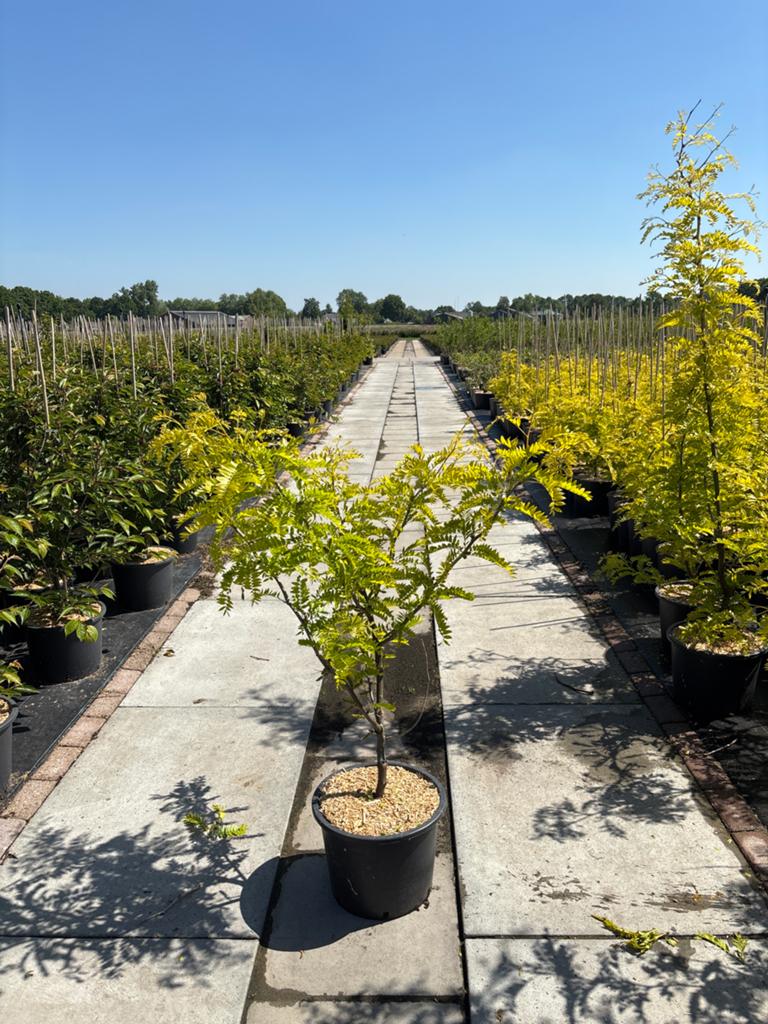 Gele Gleditsia voor uw Tuin, Volle zon, Vaste plant, Bloeit niet, Ophalen