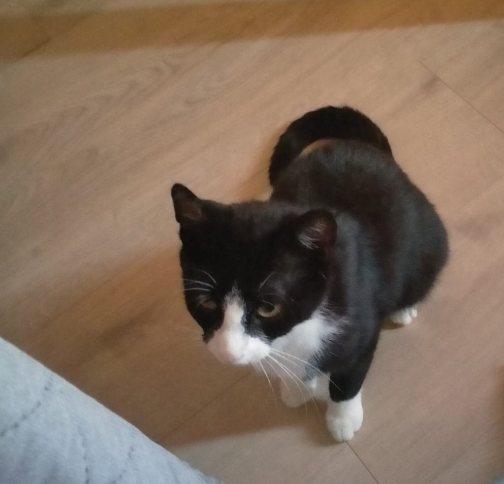 Kitten kat, Dieren en Toebehoren, Poes, Ontwormd, 0 tot 2 jaar