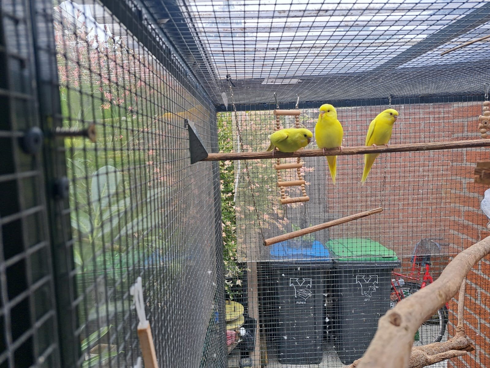 1 jonge geel / groen  parkiet aangeboden, Dieren en Toebehoren, Vogels | Parkieten en Papegaaien, Meerdere dieren, Parkiet