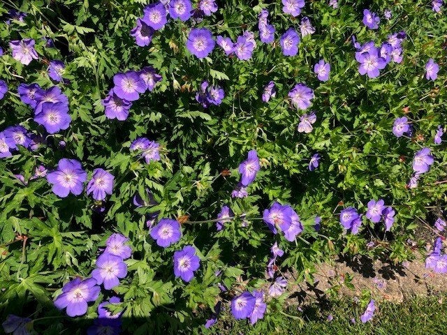 Geranium Rozanne,vaste plant, langbloeiend NUvan3,95voor2,95, Vaste plant, Halfschaduw, Zomer, Ophalen