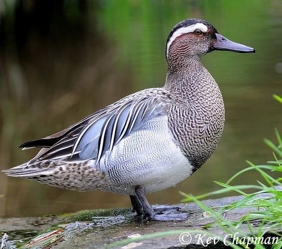 Eenden ganzen zwanen, Meerdere dieren, Eend