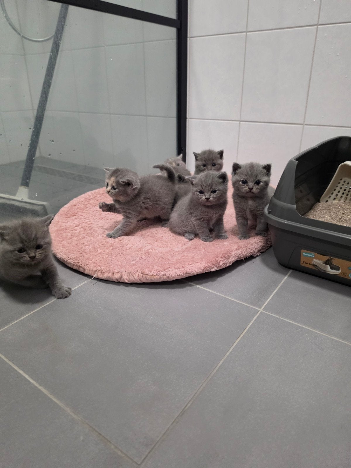 Britse korthaar kittens, Dieren en Toebehoren, Meerdere dieren