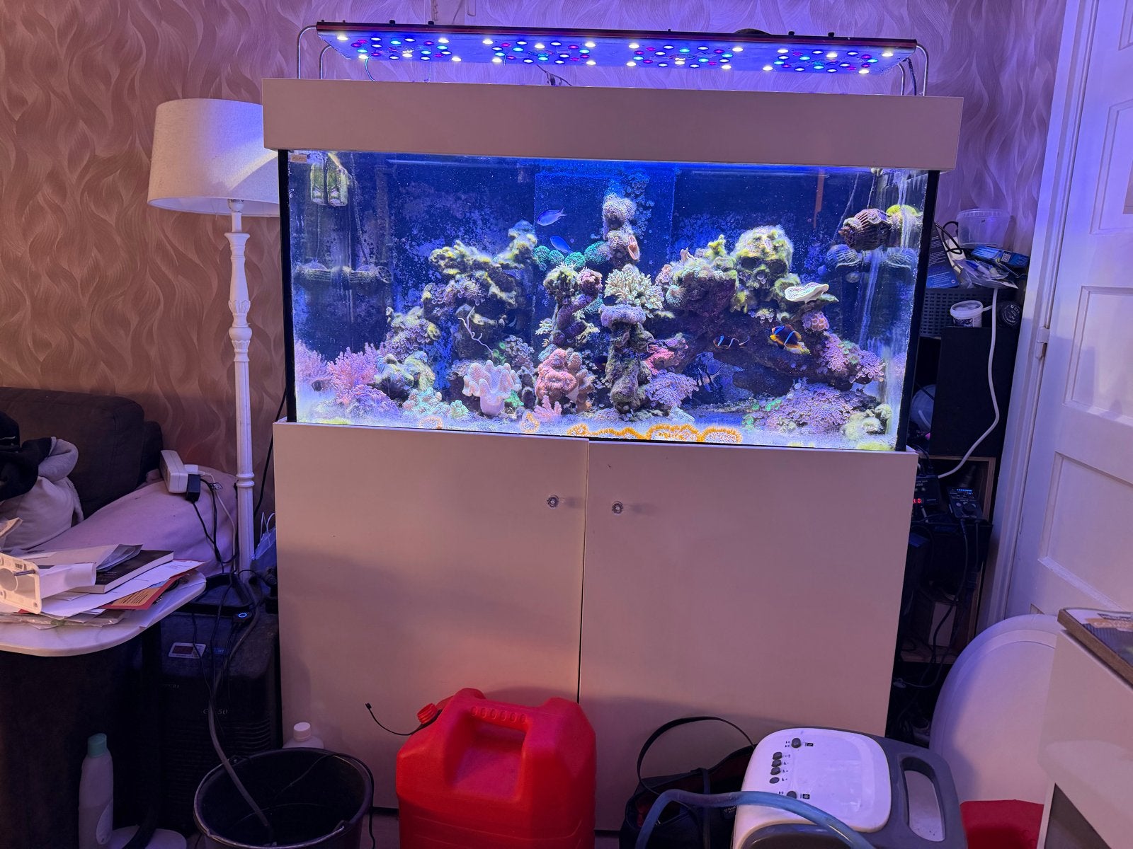 Compleet zeeaquarium, Zoutwatervis