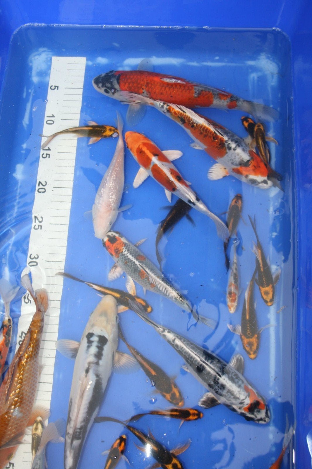 diverse japanse koi's, Karper of Koi