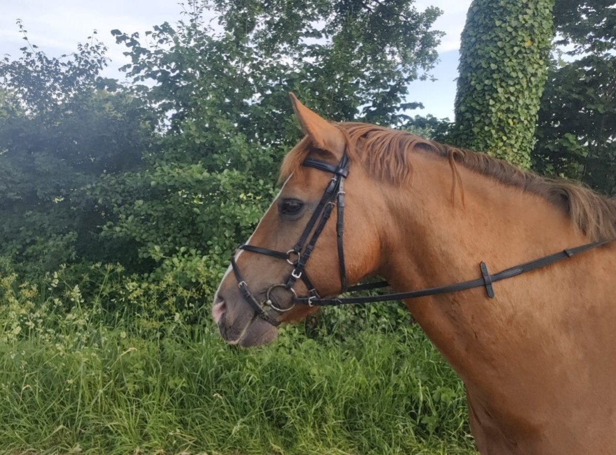 buitenrit maatje