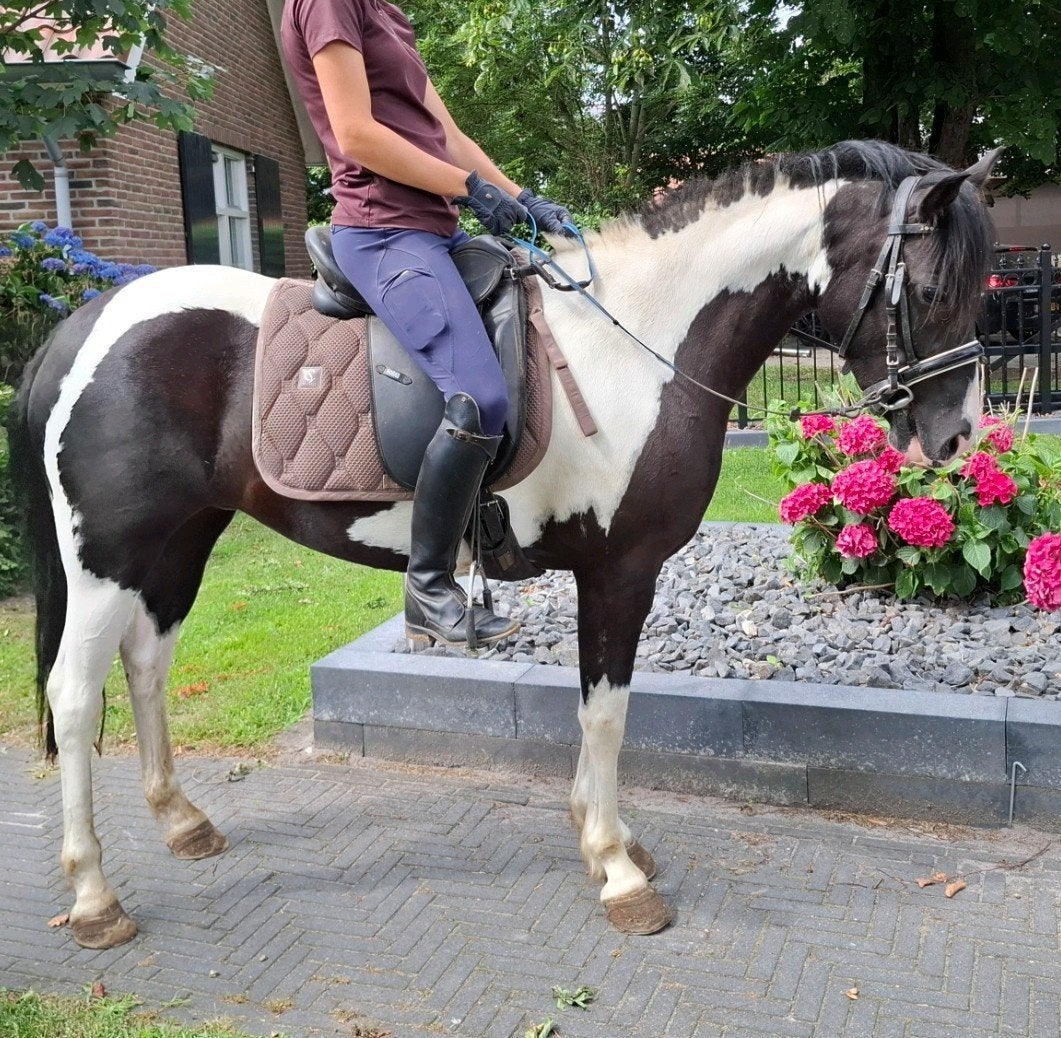 Brave 7 jr C pony 1,35 (recreatie-manege), B, C pony (1.27m tot 1.37m), 7 tot 10 jaar, Recreatiepony