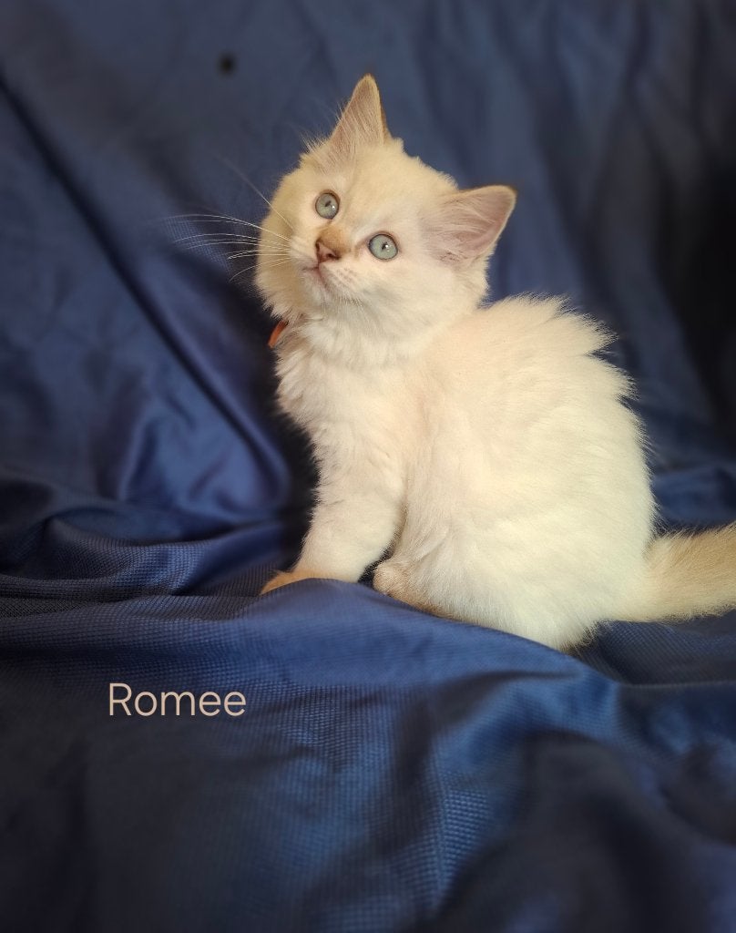 Ragdoll kittens met stamboom mogen verhuizen, Meerdere dieren, Met stamboom, 0 tot 2 jaar