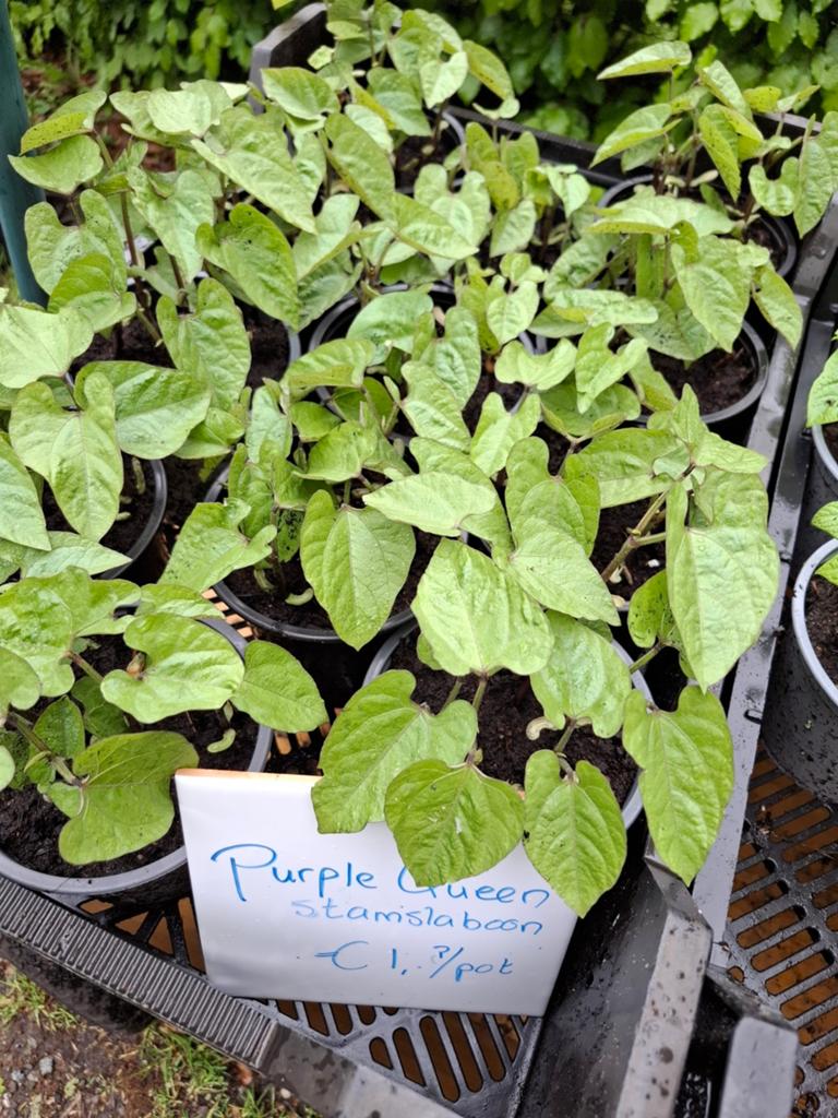 Purple Queen stamslabonen, Ophalen, Overige soorten, Volle zon