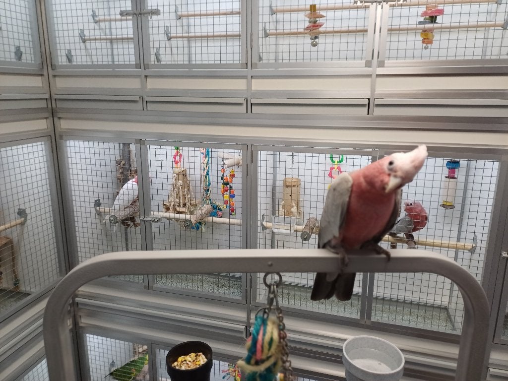 rose kaketoe, Dieren en Toebehoren, Vrouwelijk, Papegaai, Tam