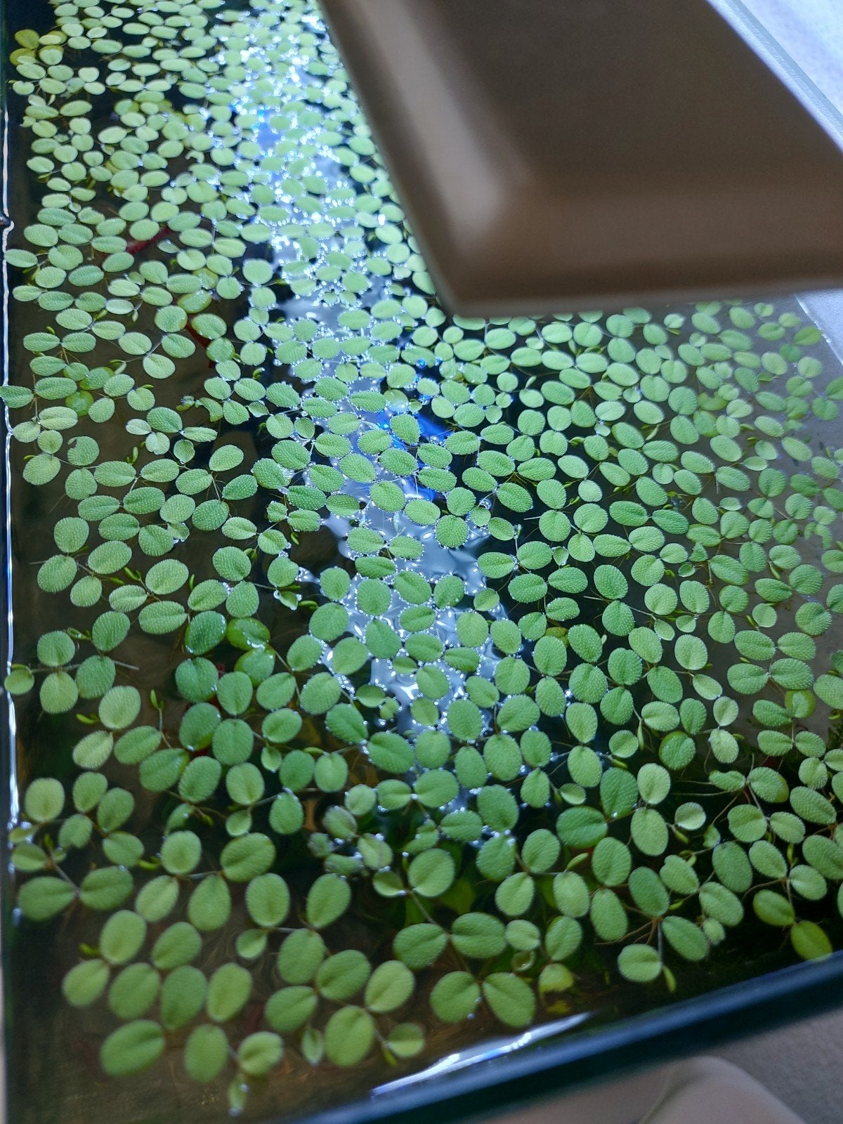 Drijfplantjes voor aquarium (Salvinia minima), Ophalen, Nieuw, Plant(en), Steen of Hout