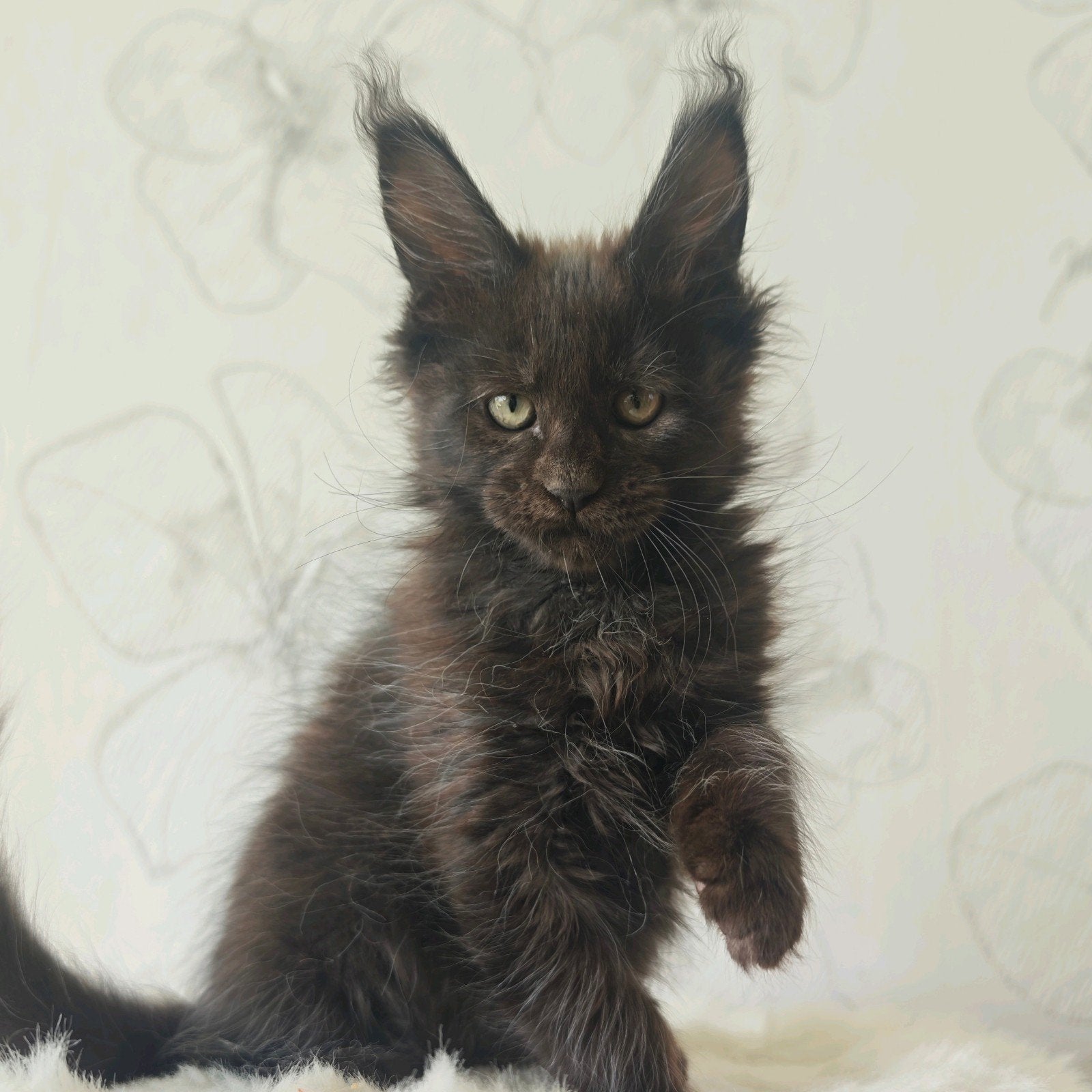 Maine Coon Dream Kitten in blue/ black Tabby/black smoke, Dieren en Toebehoren, Meerdere dieren, Met stamboom, 0 tot 2 jaar