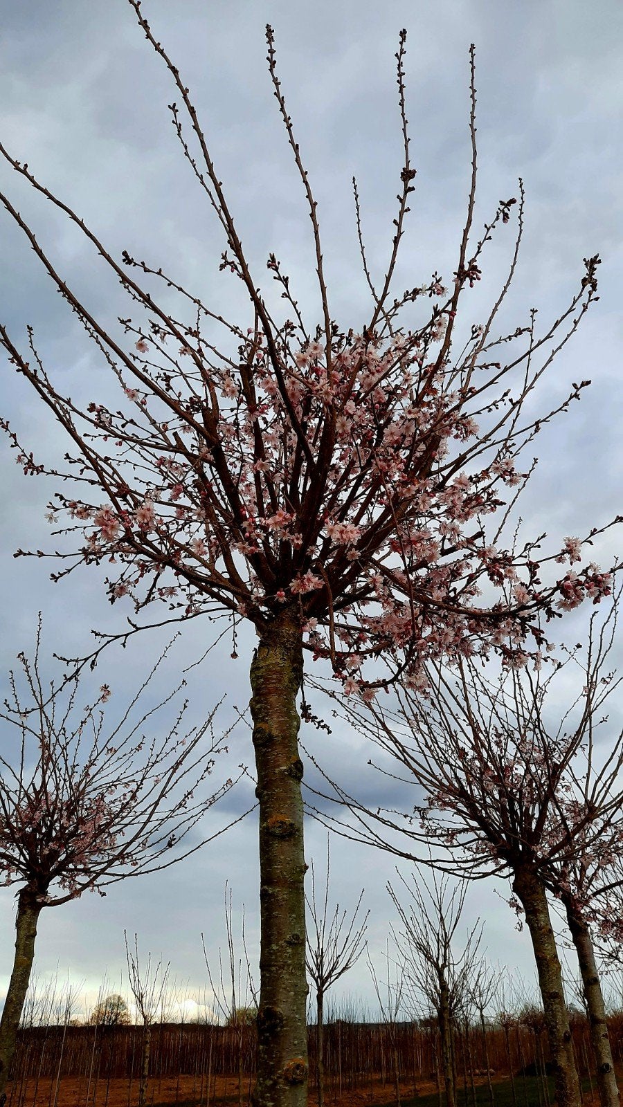 Prunus subhirtella 'Autumnalis Rosea' 🌺🌿(roze winterkers), Ophalen, Lente, Volle zon, Overige soorten