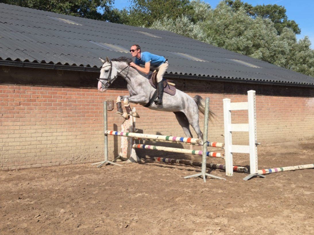 Allround 5 jarige KWPN merrie met TOP papier, Dieren en Toebehoren, Merrie, Met stamboom, Dressuurpaard, Zadelmak