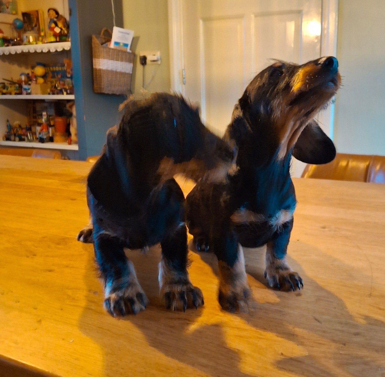 ruwhaar teckel pups, Reu, 8 tot 15 weken, Meerdere, Klein