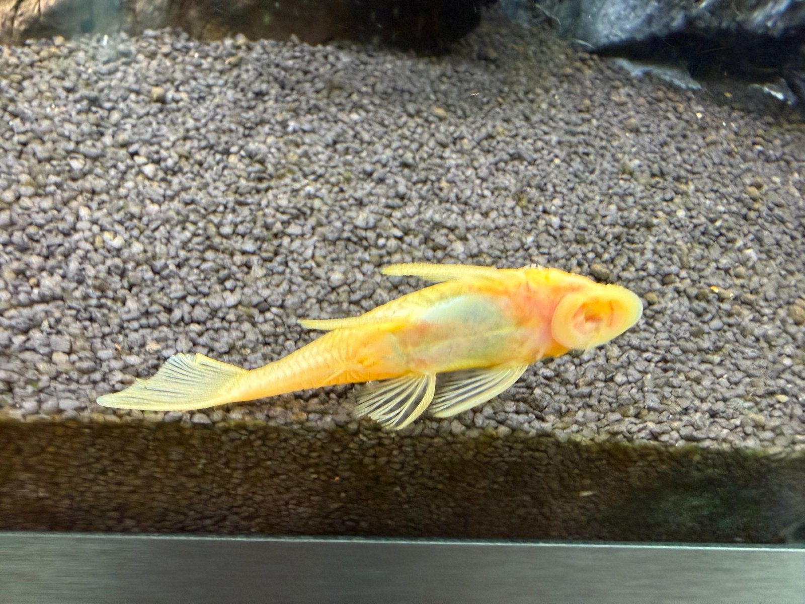 Ancistrus lemon l144, Dieren en Toebehoren, Vissen | Aquariumvissen, Vis