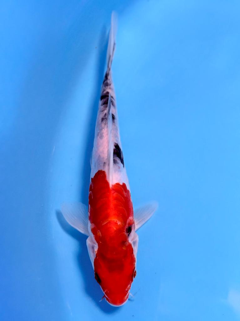 Japanse Koi – Marushi | Doitsu Showa | Incl Certificaat, Karper of Koi