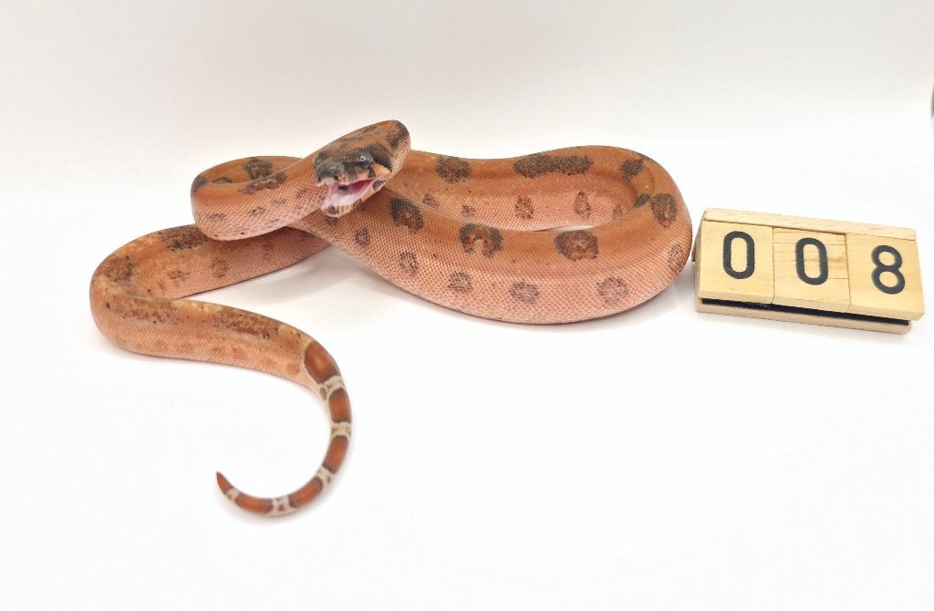 Hypo Leopard 66% VPI Albino boa imperator Boa Constrictor - female for sale from Mulder