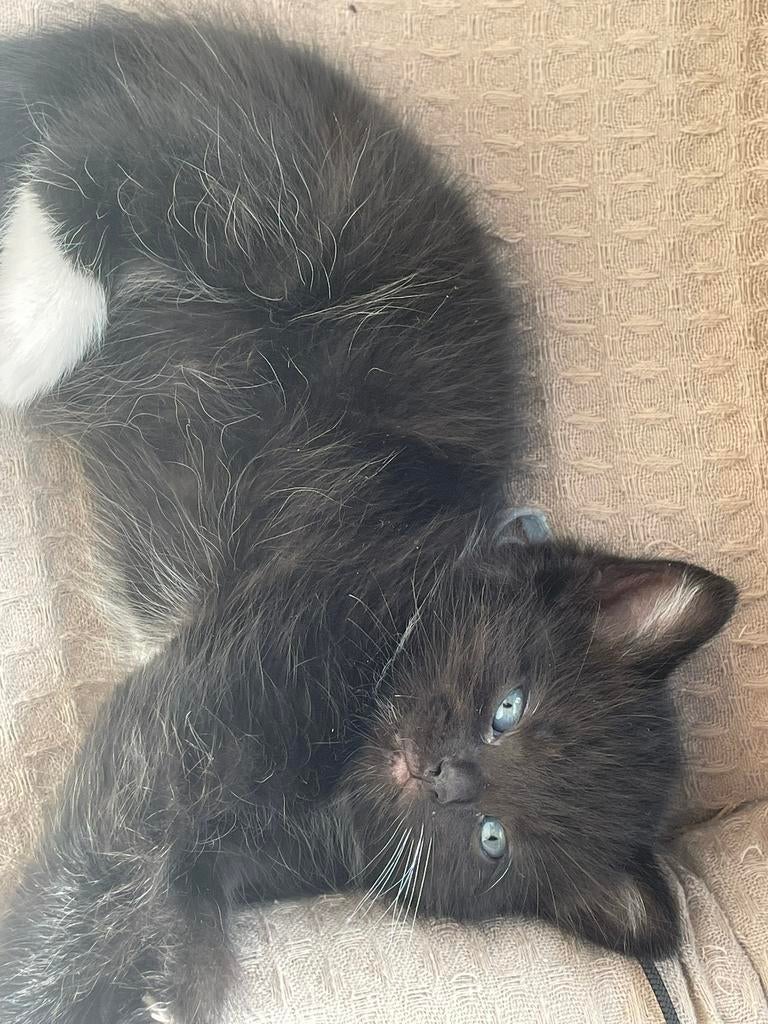 💕Lieve kruising kittens, 2 katertjes 💙1 poesje 🩷, Meerdere dieren, Ontwormd, 0 tot 2 jaar