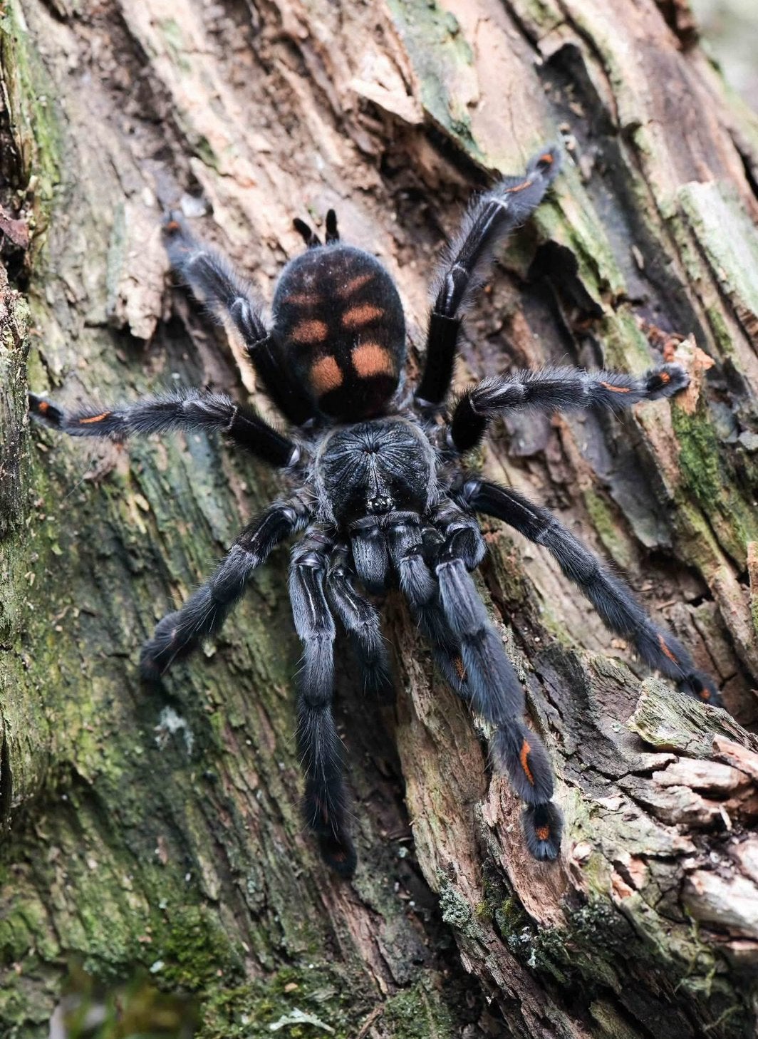 Psalmopoeus irminia - Venezuelan Suntiger - vogelspinnen, Bijen