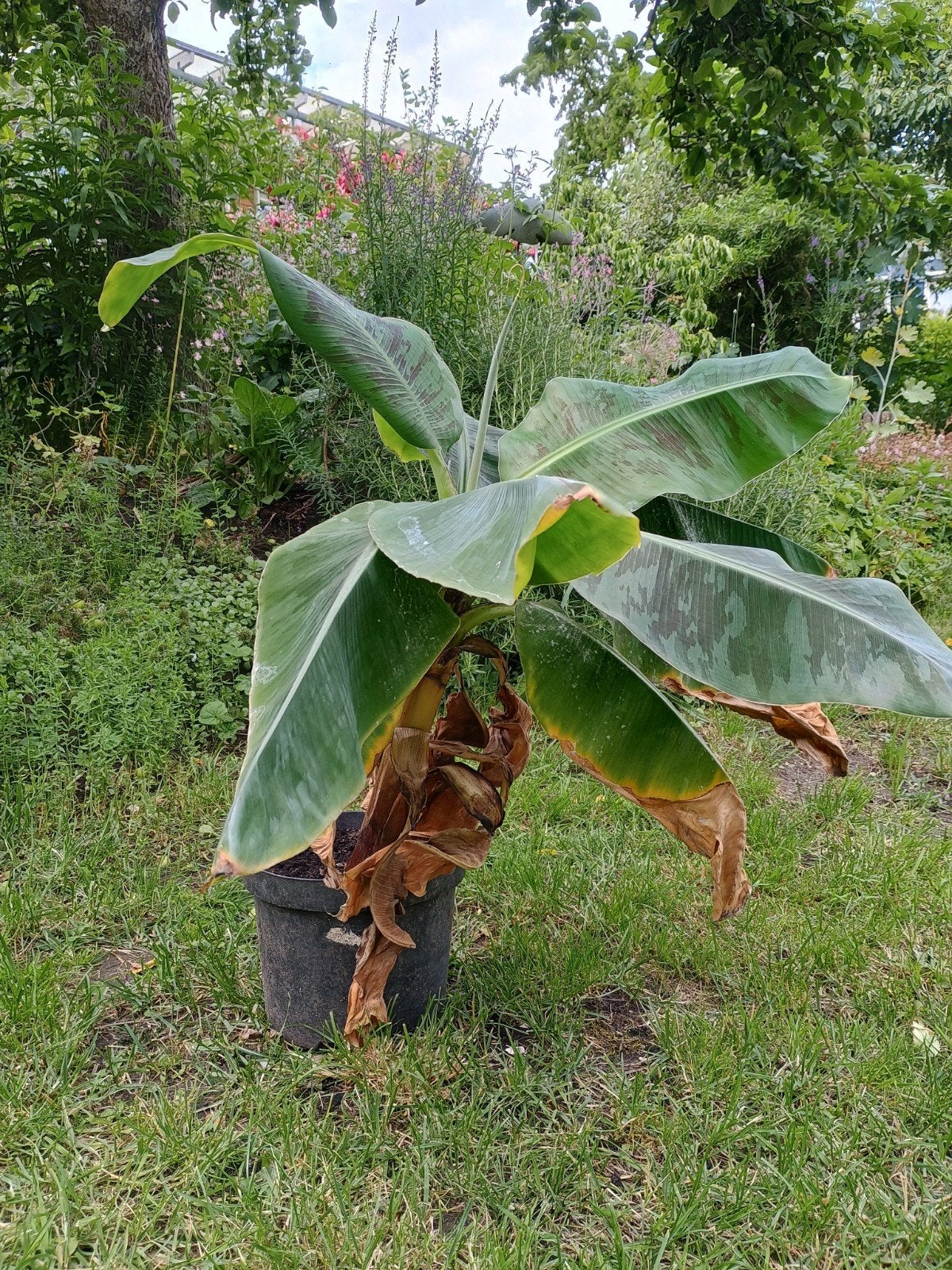 Dwerg bananen boompje, Tuin en Terras, Planten | Tuinplanten, Volle zon, Vaste plant, Zomer, Ophalen