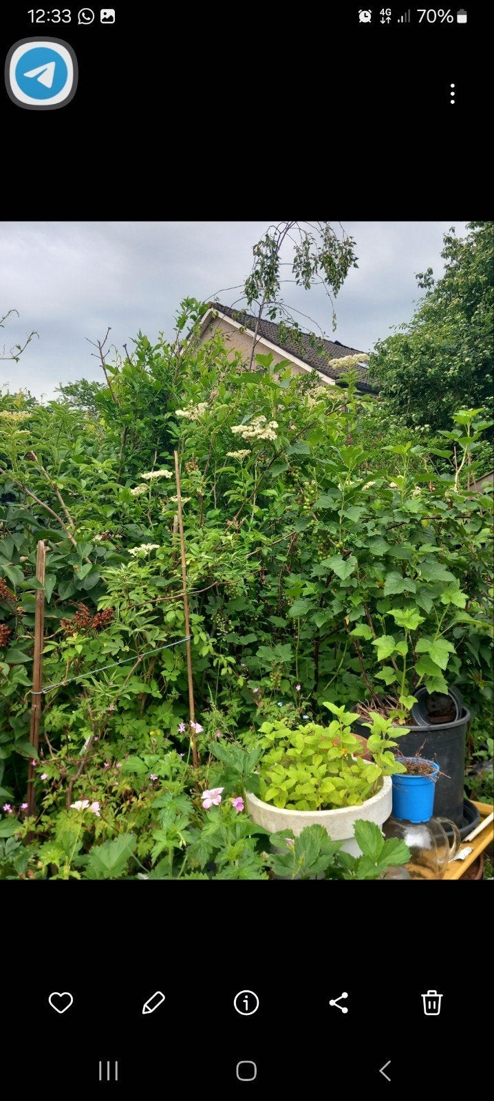 Trosvlier in kuip 170cm, Ophalen
