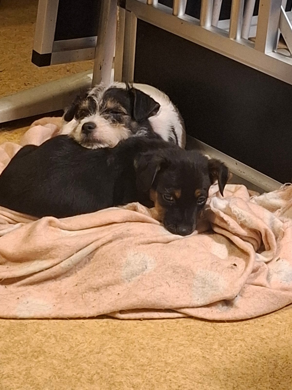 ️️ De allerliefste Jack Russel kruising pups️️, Jack Russell Terriër, Reu, 8 tot 15 weken, Meerdere