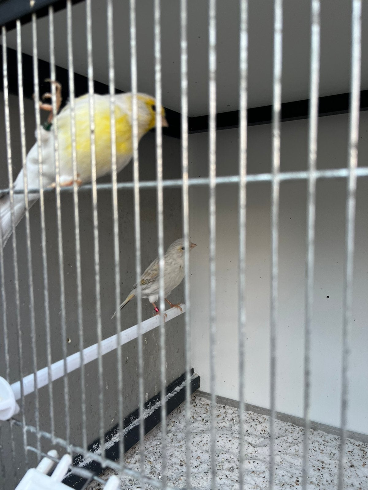 Te Koop, Dieren en Toebehoren, Meerdere dieren, Kleurkanarie
