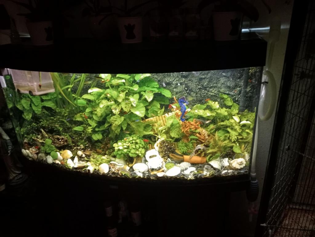 Wie heeft er gratis platy, s over voor mijn aquarium, Vis