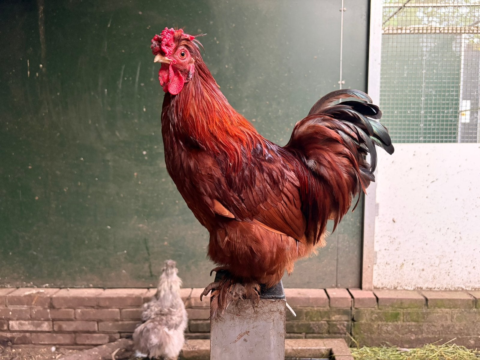 Rumi, kriel haan, Dieren en Toebehoren, Pluimvee, Kip, Mannelijk