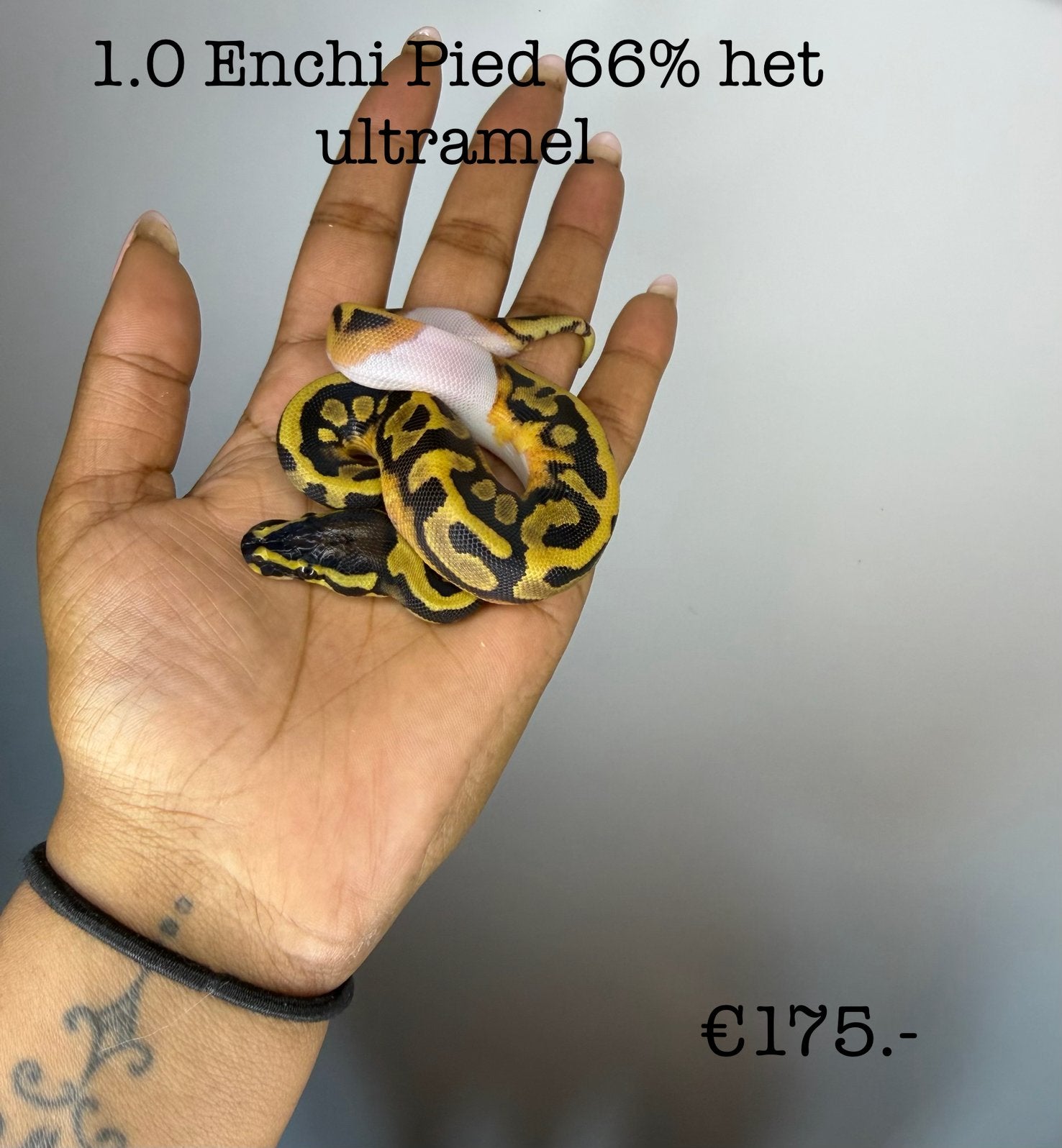 1.0 Enchi Pied 66% het ultramel NK26 Ball Python - male for sale from Valerie