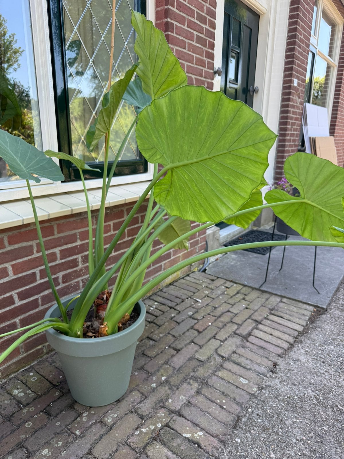 Kamerplant olifantsoor. Alocasia gageana, Bloeit niet, Halfschaduw, Overige soorten, 100 tot 250 cm