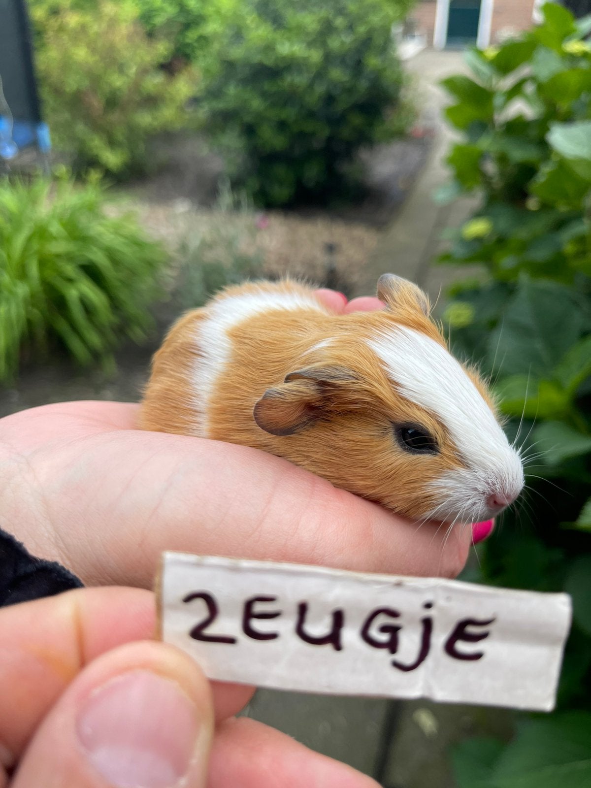 Nog 4 jonge cavia zeugjes! 2 voor 35,-., Dieren en Toebehoren, Knaagdieren, Cavia, Juni, Vrouwelijk, Tam