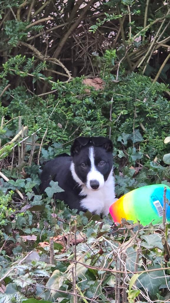 Bordercollie pup, Dieren en Toebehoren, Honden | Herdershonden en Veedrijvers, 15 weken tot 1 jaar, Reu, Collie, Eén hond