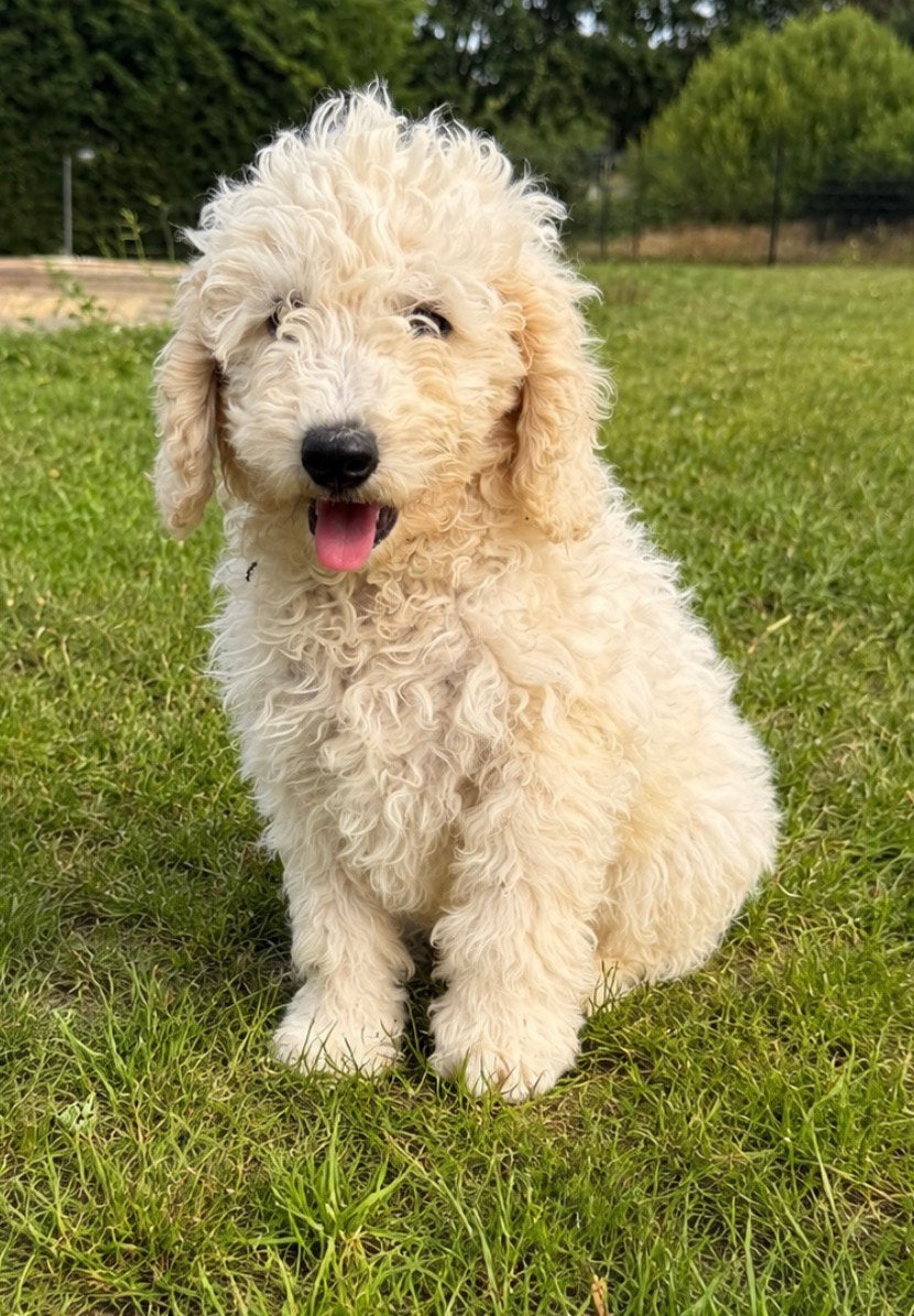 Dwergpoedel pups te koop, Poedel, 8 tot 15 weken, Parvo, Meerdere