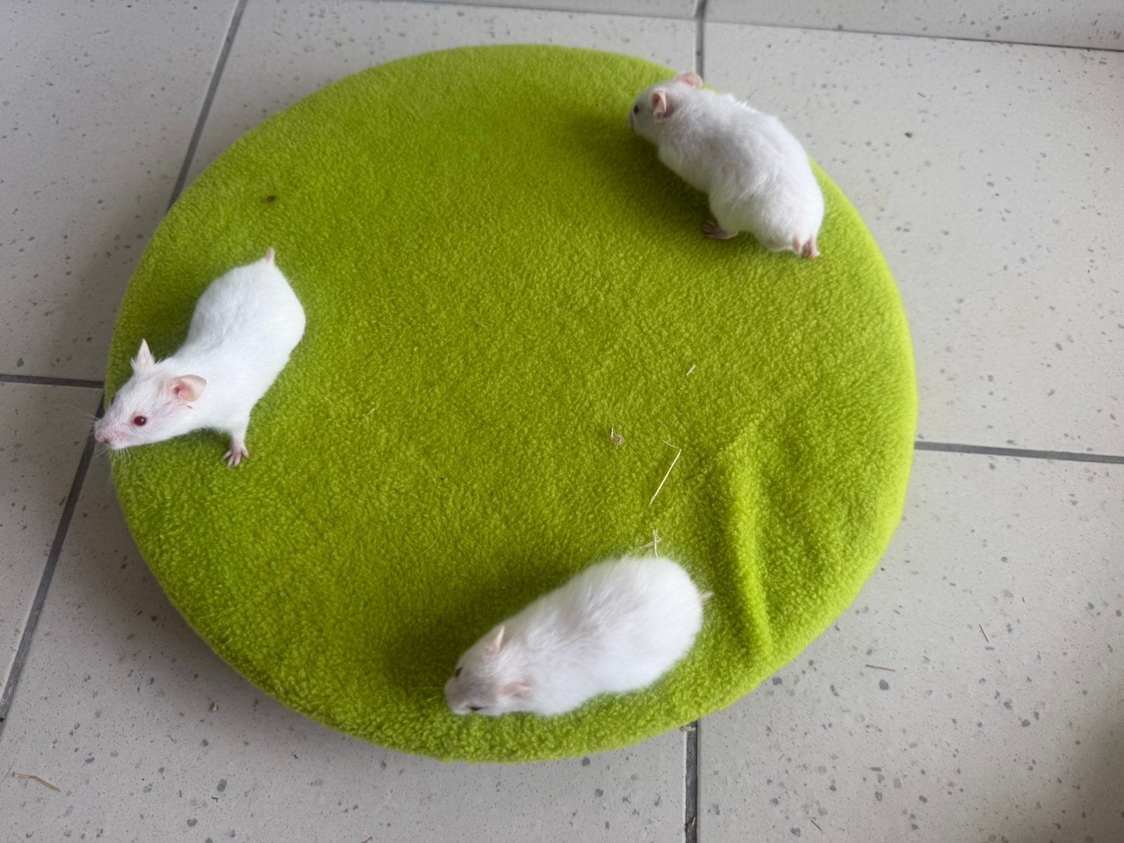 baby hamsters mannetjes, Dieren en Toebehoren, Knaagdieren, Hamster, Juni, Mannelijk, Tam
