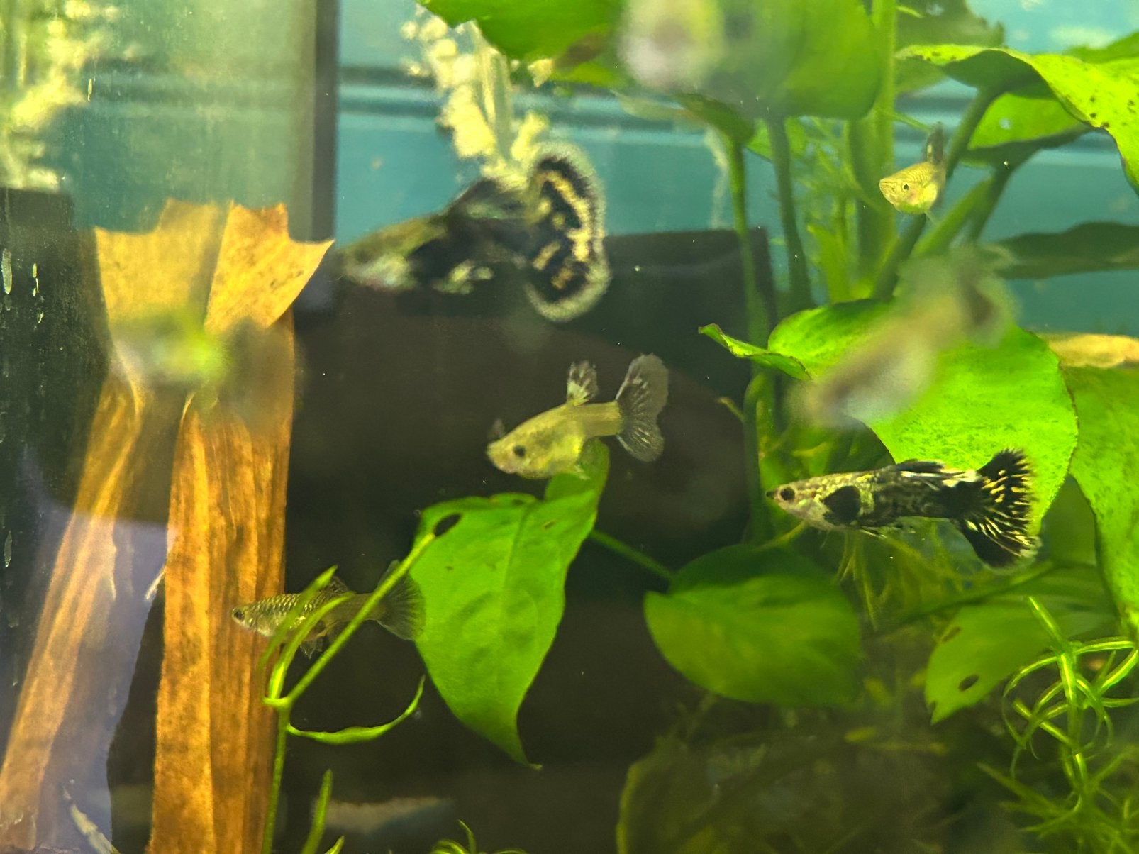 Raszuivere guppen blue dragon halfmoon, Vis