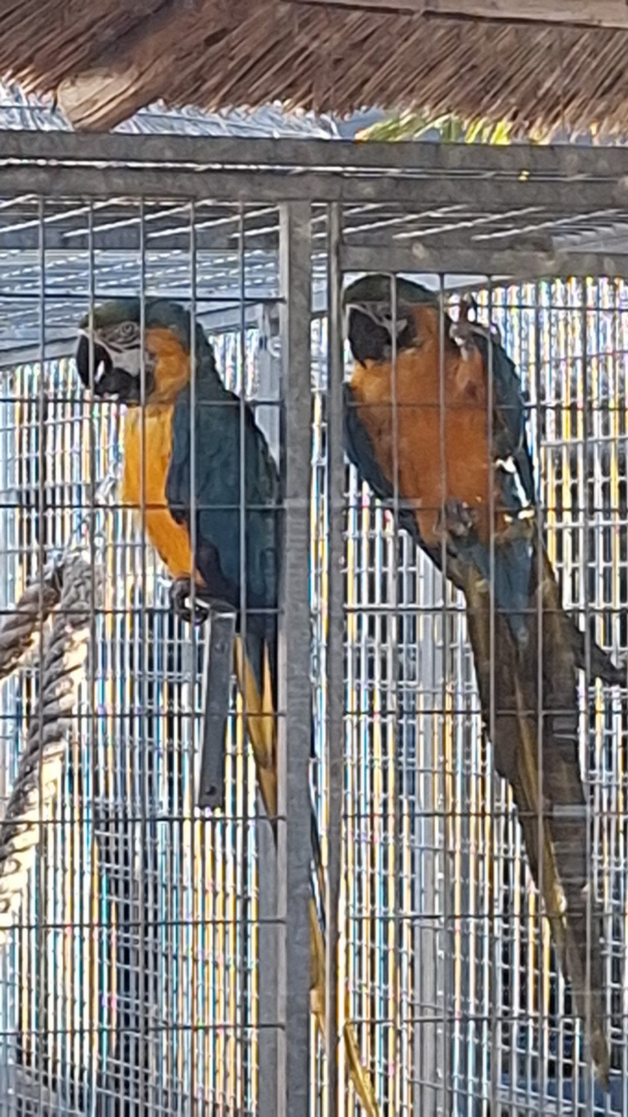 Blauwgele ara,s, Mannelijk, Papegaai