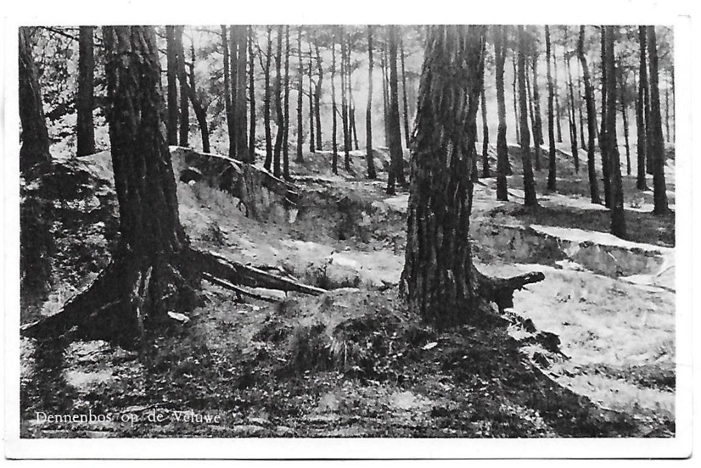 Op de Veluwe Dennenbos uit 1956 ansichtkaart (B1373), Ophalen of Verzenden, 1940 tot 1960, Gelopen, Gelderland
