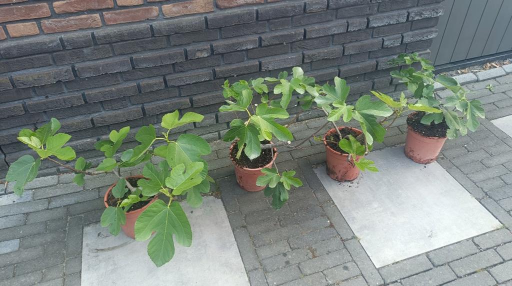 Diverse vijgen Ficus Carica "Col de Dame Blanch'", Tuin en Terras, Planten | Fruitbomen, Ophalen, Minder dan 100 cm, Vijgenboom