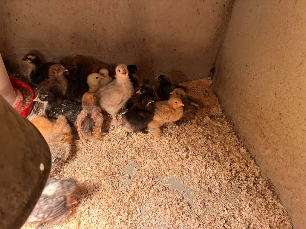 Cochin kriel kuikens diverse kleuren, Dieren en Toebehoren, Meerdere dieren, Kip