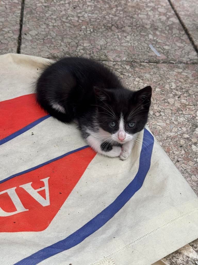 Kittens te koop, Dieren en Toebehoren, Katten en Kittens | Overige Katten, Meerdere dieren