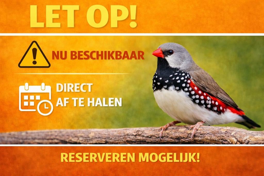 Diamantvinken | nu beschikbaar | De Toekan Apeldoorn, Dieren en Toebehoren, Meerdere dieren