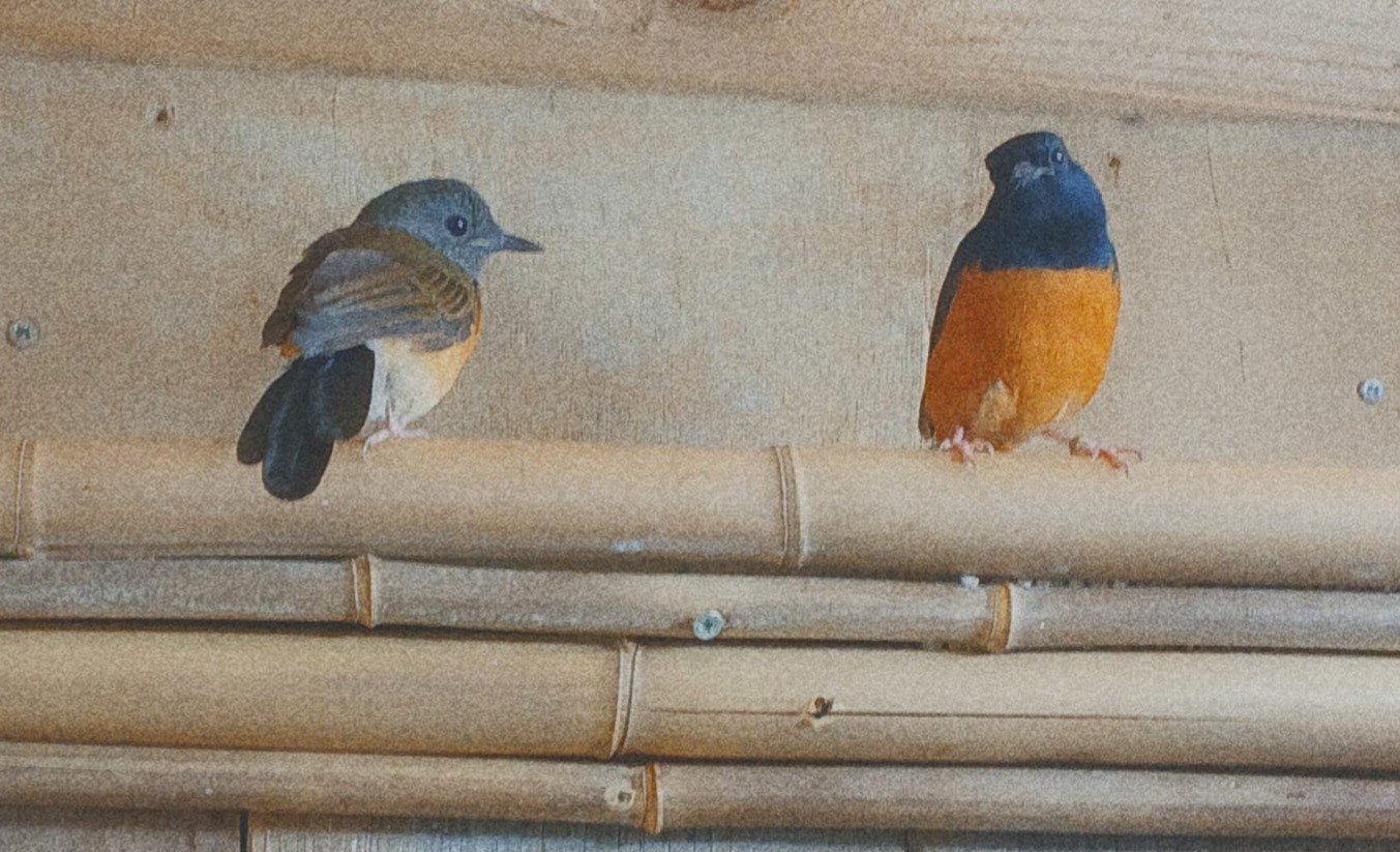 schamalijsters, Mannelijk, Geringd