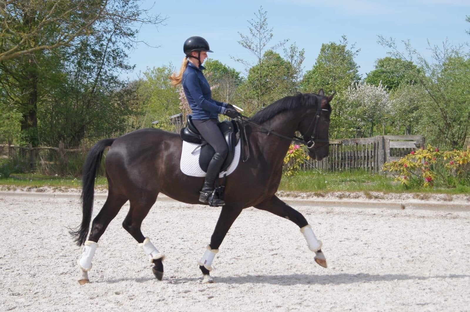 Leuk brave 11 jarige kwpn ruin, ZZ, Met stamboom, Ruin, Dressuurpaard