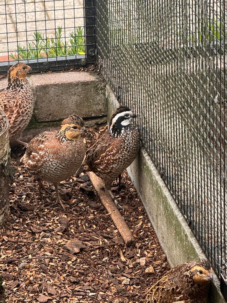 Broedeieren Bobwhite, Virginische boomkwartel te koop, Dieren en Toebehoren, Pluimvee, Geslacht onbekend, Overige soorten