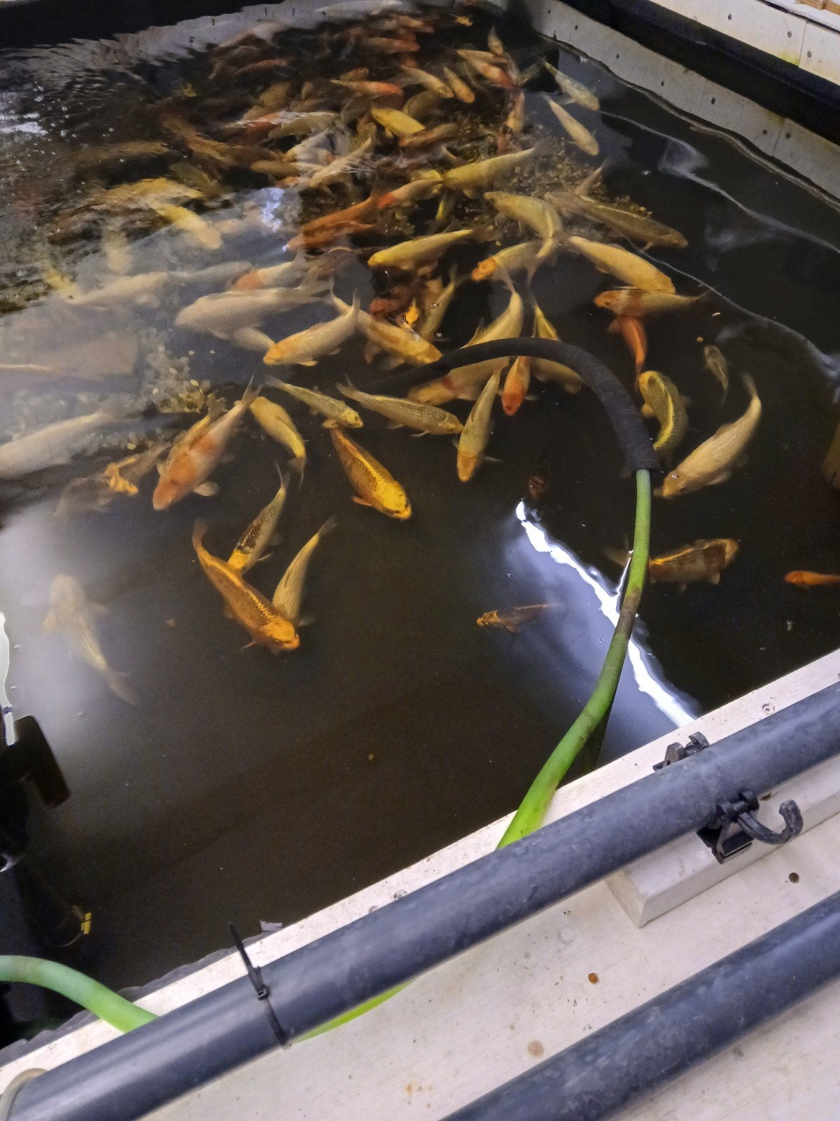 Koi karpers, Dieren en Toebehoren, Vissen | Vijvervissen, Karper of Koi