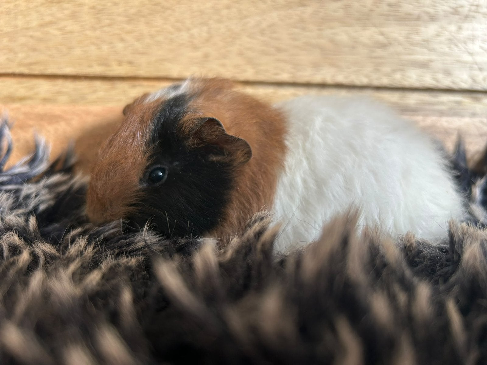 Super lief ch teddy baby cavia zeugje, Dieren en Toebehoren, Cavia, Augustus, Vrouwelijk, Tam