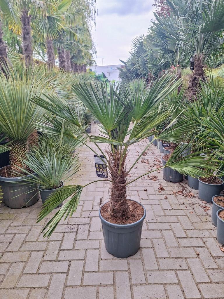 Trachycarpus wagnerianus, winterharde palmboom, Ophalen, Gehele jaar, Volle zon
