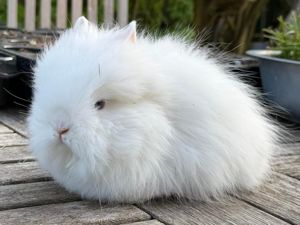 Knap teddy dwerg koppeltje, Dieren en Toebehoren, Konijnen, Meerdere dieren, Dwerg, 0 tot 2 jaar