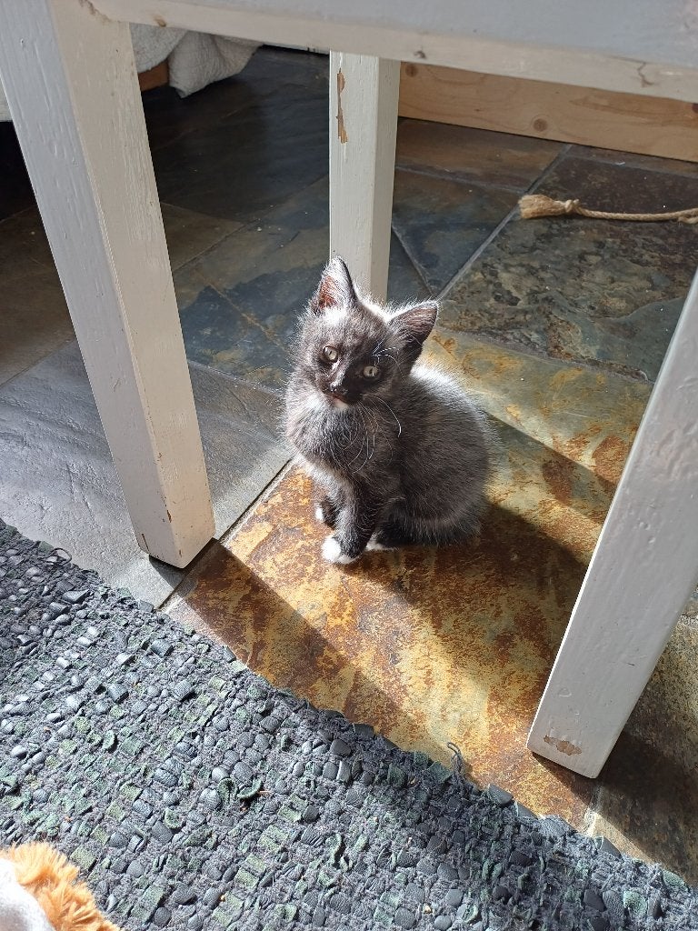 Mooie kittens, Meerdere dieren, Ontwormd, 0 tot 2 jaar